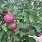 Apples on the trees at Rogers Orchards