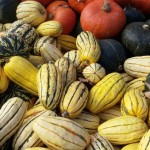 Many shapes and colors of gourds