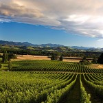 New Zealand Vineyards at Mt. Beautiful