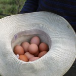 Fresh eggs in a straw hat