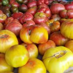 Heirloom organic tomatoes from Riverbank Farm