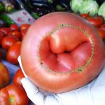 Is this tomato smiling for the camera?