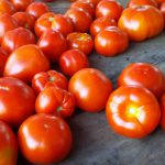 Vine ripened tomatoes from Gazy Bros. Farm