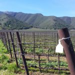 Chardonnay Vines and the Santa Lucia Range