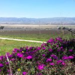 Vineyards overlooking the Salinas Valley