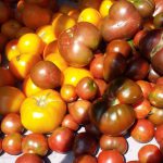 Tomatoes in all colors and shapes