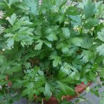Parsley in the pot