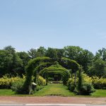 11. The rose garden arched path to the central gazebo